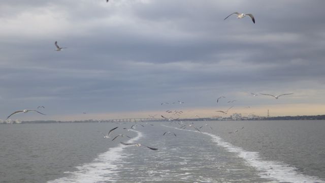 Gulls following us leaving Cocoa Village Marina - Feb 21 2015 7.44am