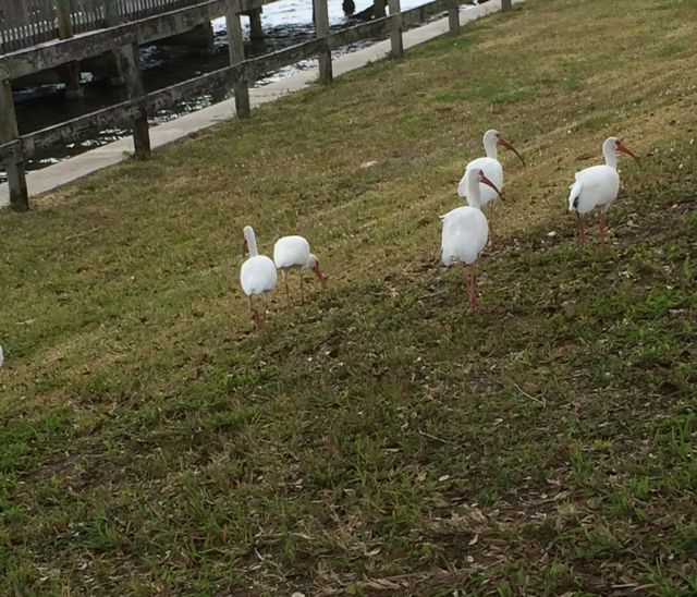 Ibis on the side of the road
