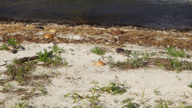 small beach - feb 11 2015 3.12pm