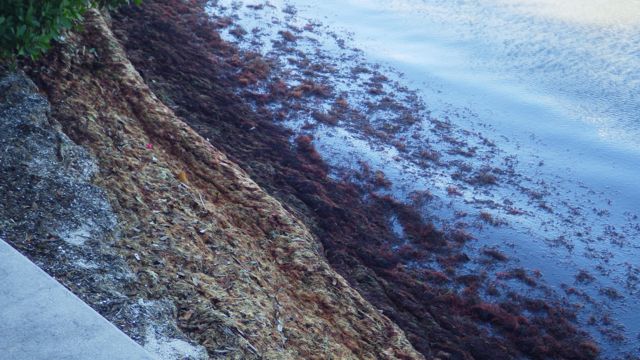 small beach - seaweed Feb 11 2015 3.11pm