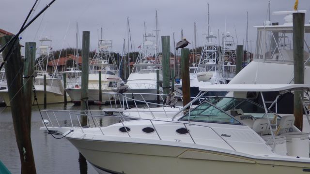 3 pelicans on a boat b