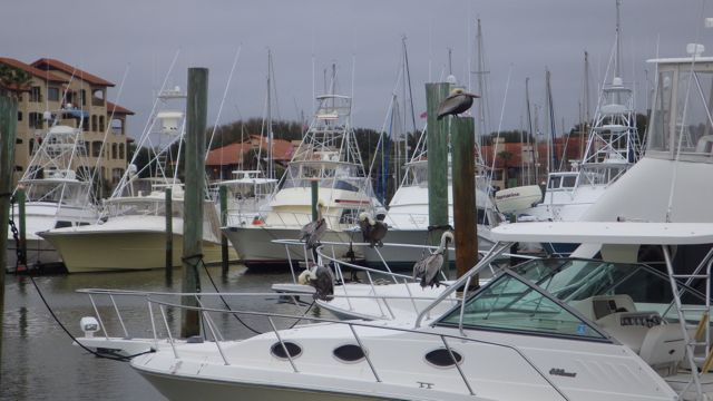 5 pelicans on a boat B