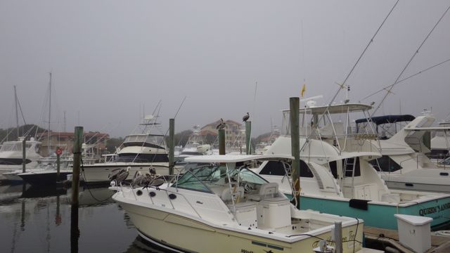 8 pelicans having a meeting
