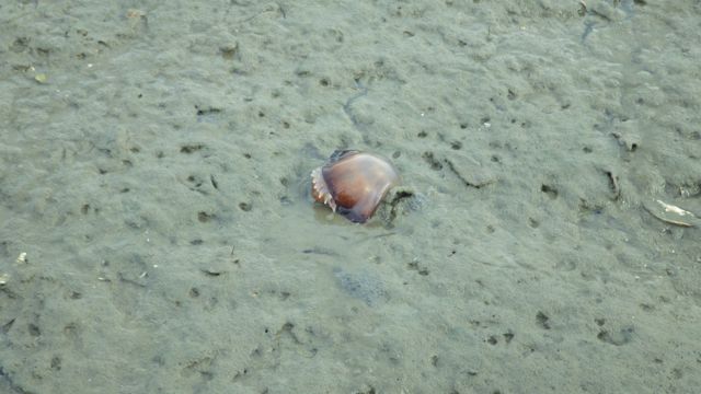 BlOB!! - feb 23 2015 Camachee Cove