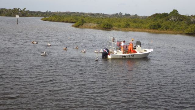 crabber with pelicans A - 10.49am