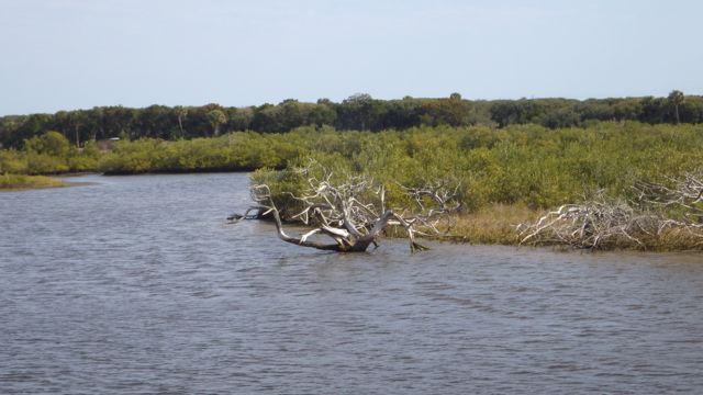 drift wood feb 23 2015  10.46am