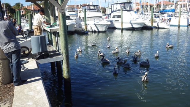 Fishing station-pelican Mar 16 2015