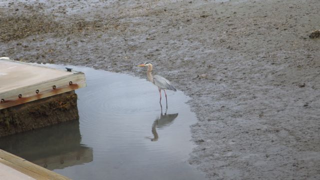 Great heron with snack 5.28pm Feb 23 2015