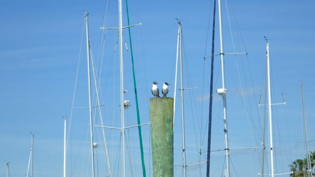gulls early morning lookout 11.13am Mar 15 2015.