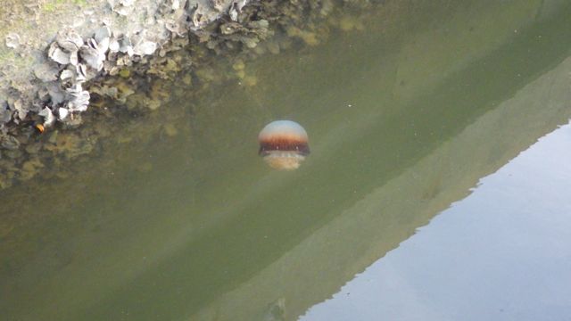 jelly fish - good - mar 5 2015 5.04pm