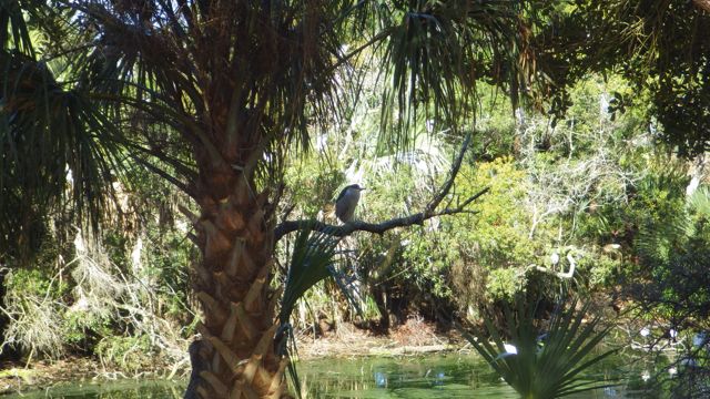 night heron Mar 8 2015