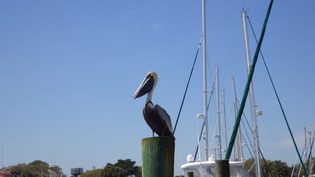 pelican morning lookout 11.34am Mar 15 2015