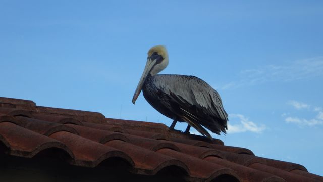 pelican on top of shed 2