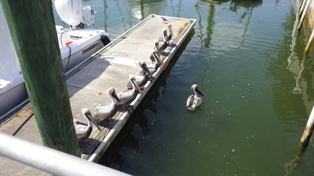 Pelicans all lined up waiting 2.11pm Mar 15 2015