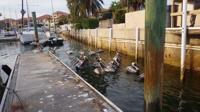 Pelicans Fighting 5.36pm Mar 15 2015