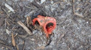 red mushroom emerging