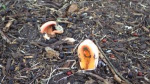 red mushroom mar 3 2015 6.42am