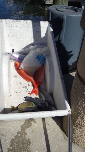 Today's catch - fish in a bin - Mar 16 2015