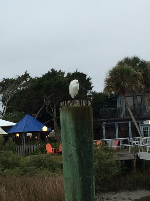 ! white heron on top of spikes Camachee Cove - Feb 25 2015 7.14am B