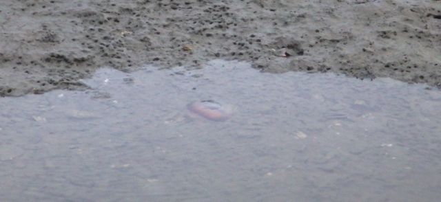 blob with rising tide 4-7-15 6.31pm