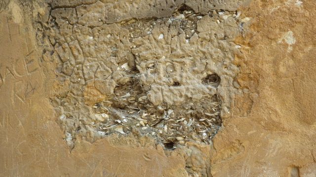 cement with sea shells?  horton house - 4-26-15