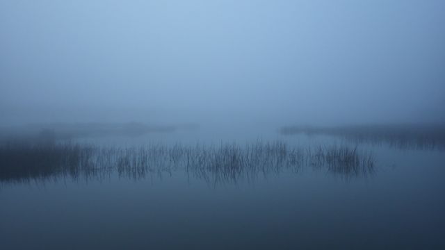 foggy marsh mar 3 2015 6.15am