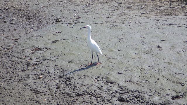 heron? at low tide 3.31.15