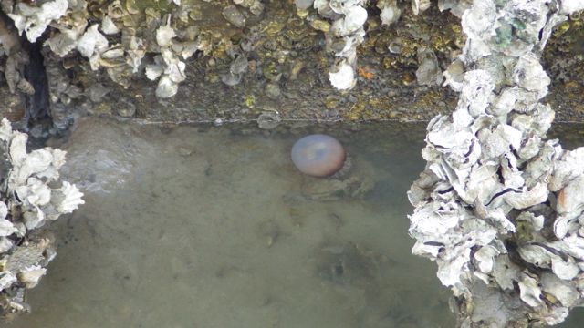 jelly by the sand hump 4-4-15  3.44pm