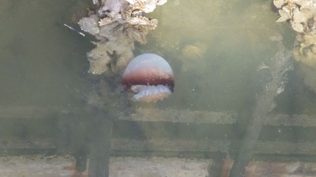 jelly fish 4-6-15 4.39pm b