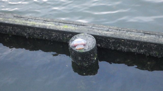 Jelly fish on the pilings at low tide - 4-5-15