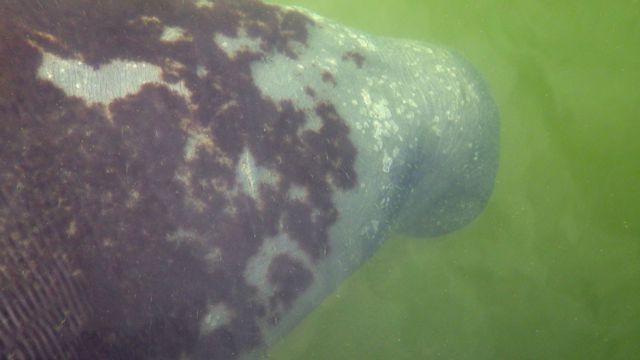 manatee nose 8.29am 4-20-15 high tide