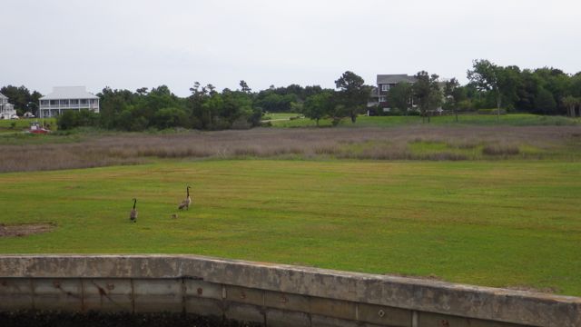10.02am - ducks with youngs ones - 5-13-15