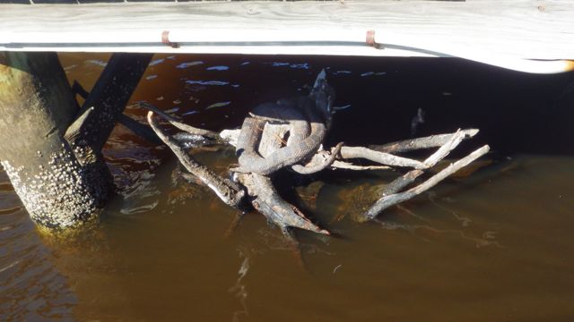 10.27am - log with snake - AYB - 5-22-15