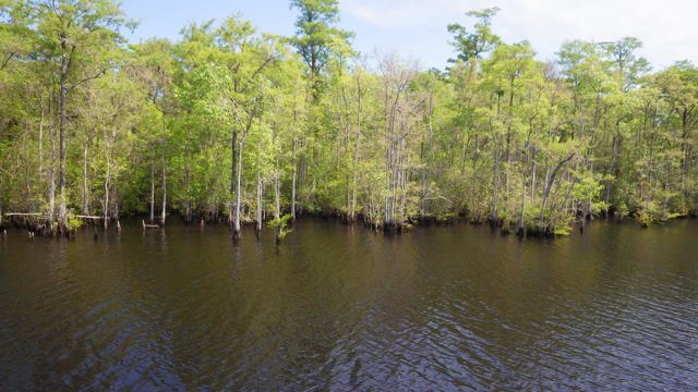 10.53am - swamp 5-5-15