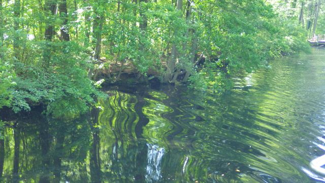 11.19am - shimmers in the water  5-20-15