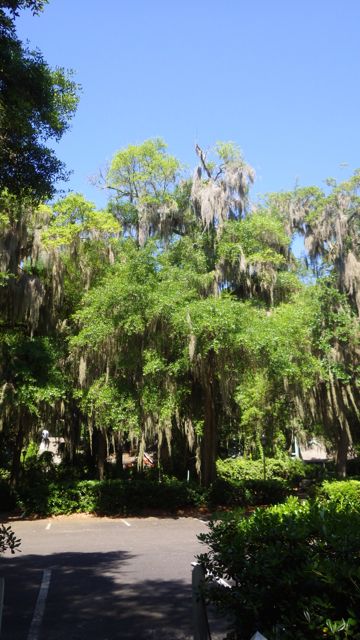 11.26am spanish moss dripping from tree - 5-2-15 Beaufort, SC