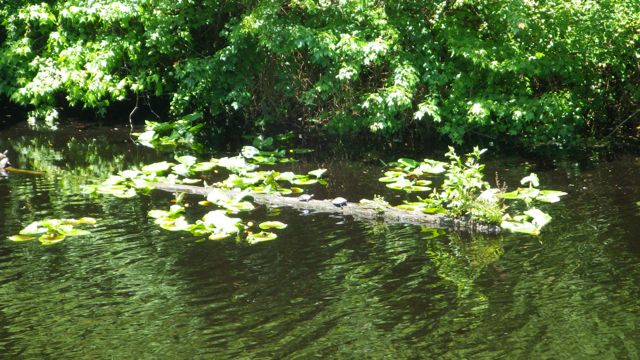 11.57am - turtles -crop - 5-20-15