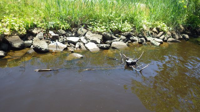 12.10pm - log without snake!!  5-22-15