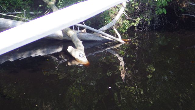 12.11pm - turtle on limb - crop? - 5-20-15