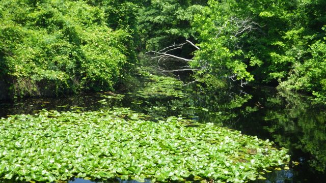 12.21pm - pic of Big Entry   5-20-15