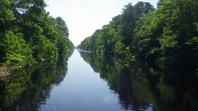 13.23 - 1.23pm - more Dismal Swamp  5-20-15