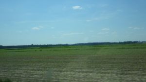 15.03 - 3.03pm - fields - 5-17-15