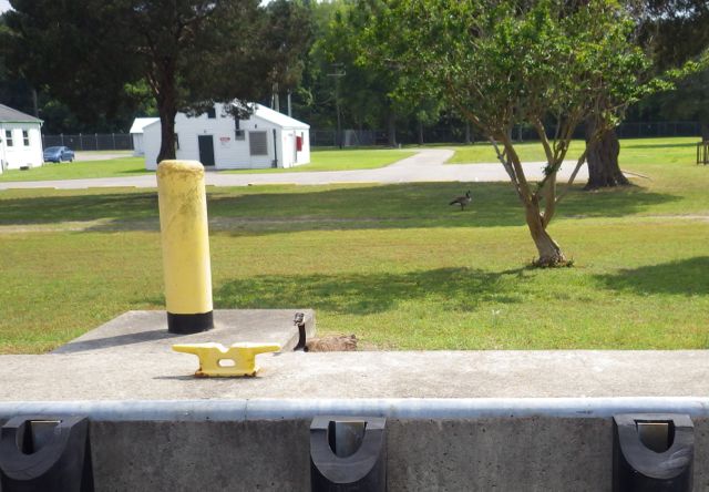 15.37 - 3.37pm - duck nesting - crop - 5-20-15