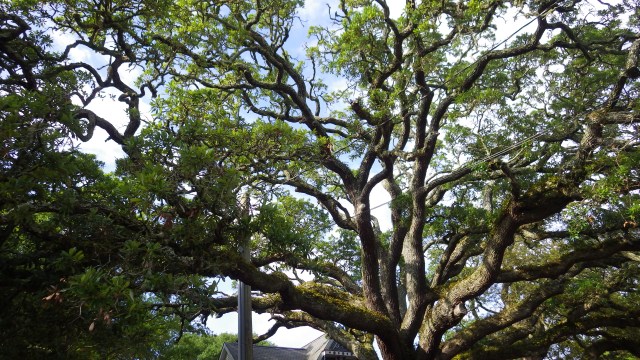 16.46pm - 4.46pm - gorgeous tree - Southport 5-8-15