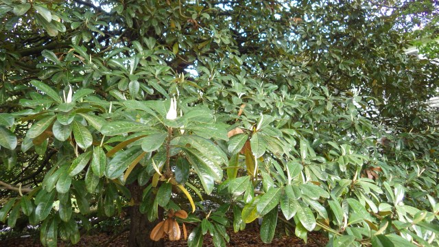 17.14pm - huge magnolia tree ready to bloom 5-8-15