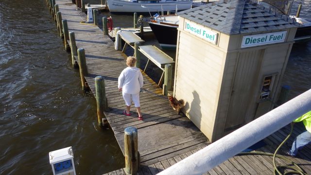 17.53 - 5.33pm - Woman walking a cat - 5-13-15