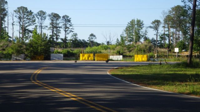 17.56 - 5.56pm - geese crossing the road  5-23-15