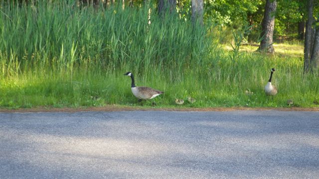 1800 - 6.00pm geese with chicks 5-23-15 - AyB