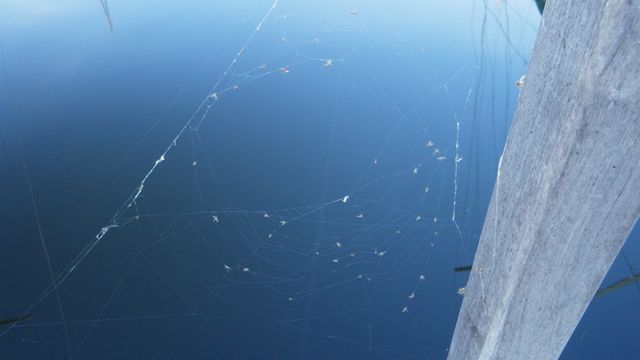6.18am spider webs - river dunes 5-17-15