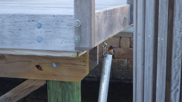 6.21am - Barn Swallow at River dunes 5-17-15  E